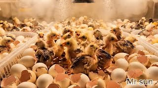 High-tech chicken farming process in large-scale factories.