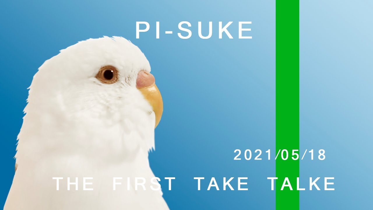 THE FIRST TAKE TALKE ／ PI-SUKE[セキセイインコ ぴーすけのおしゃべり動画] - YouTube