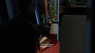 මූණේ හැටි 😀😊 #animals#dog#rottweiler#zeus ❤️