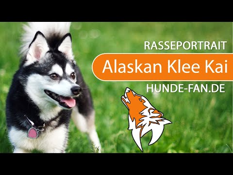 Video: Alaskan Klee Kai Hunderasse Hypoallergen, Gesundheit Und Lebensdauer