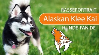 ► Alaskan Klee Kai [2021] History, Appearance, Temperament, Training, Exercise, Care & Health