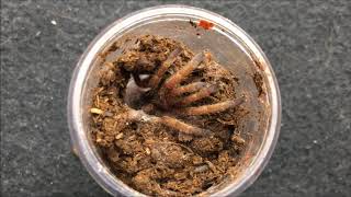 Tarantula Feeding video #16: Baby spider edition