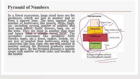 Ecological pyramids | Ecology and Ecosystem | UGC NET Paper II | Environmental Science Series