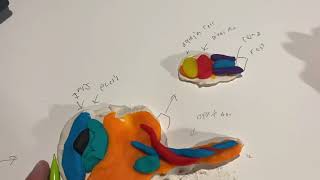 Ap psych eye