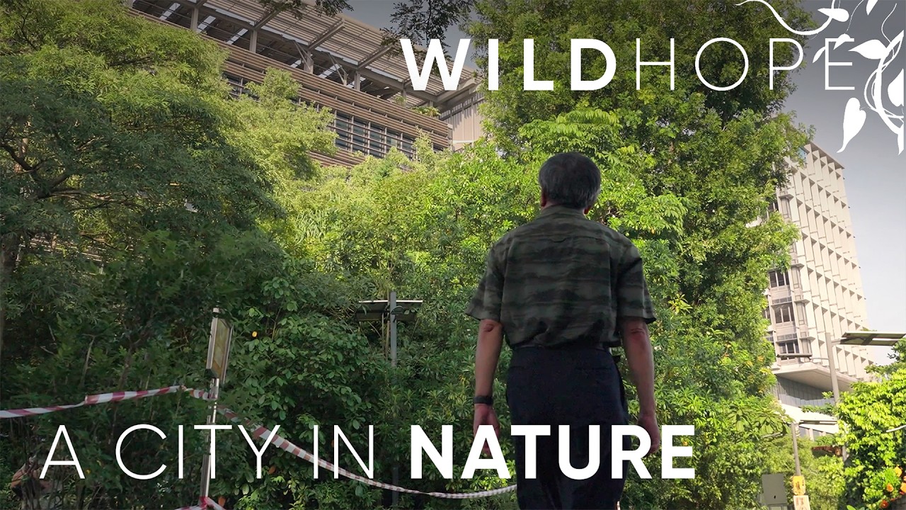 Как городской дизайн Сингапура способствует сохранению дикой природы | WILD HOPE