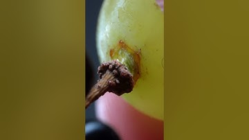 Picking Grapes #asmr  #satisfying  #macro  #slowmotion  #closeup