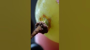 Picking Grapes #asmr  #satisfying  #macro  #slowmotion  #closeup