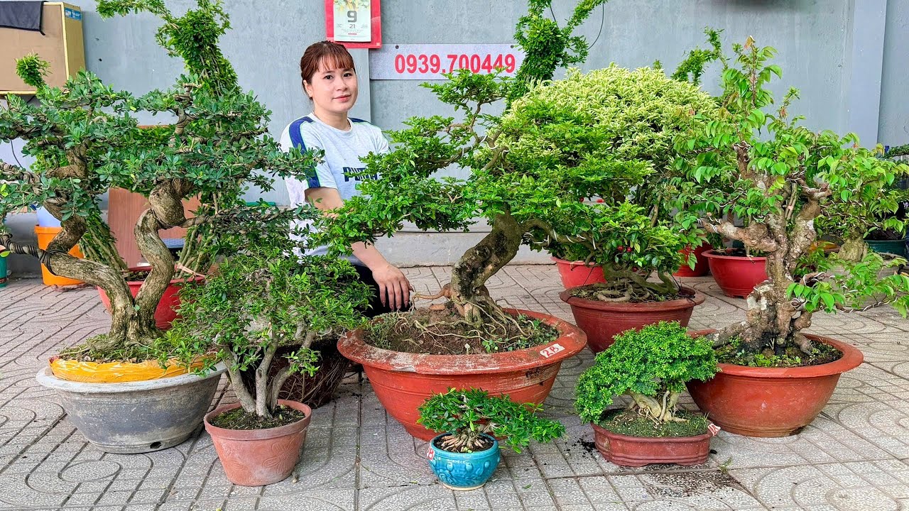Hải Châu, Sam Mai Giấy Khế Quýt Ổi Mận Nguyệt Thăng & Chùm Ruột (hữu duyên 9/3) Thúy An