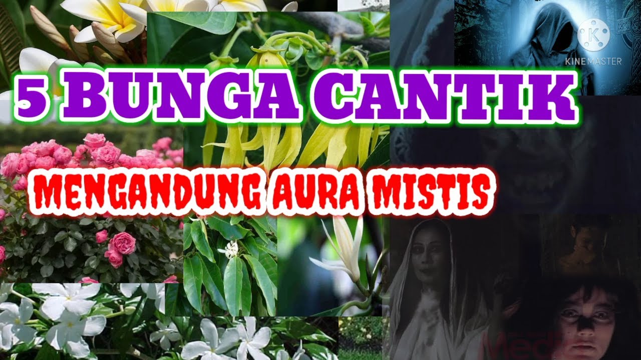 Tanaman Bunga Yang Mengandung Aura Mistis - YouTube