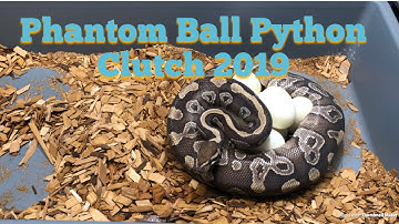 Ball Python Clutch #14: 2019 Breeding PHANTOM SAPPHIRE
