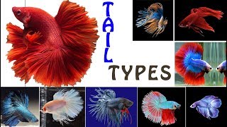 Betta Tail Types - Betta fish classification by tail types