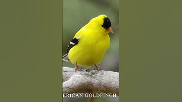 Thumbnail of american goldfinch, american goldfinch song, american goldfinch bird call, #birdsounds #bird #viral