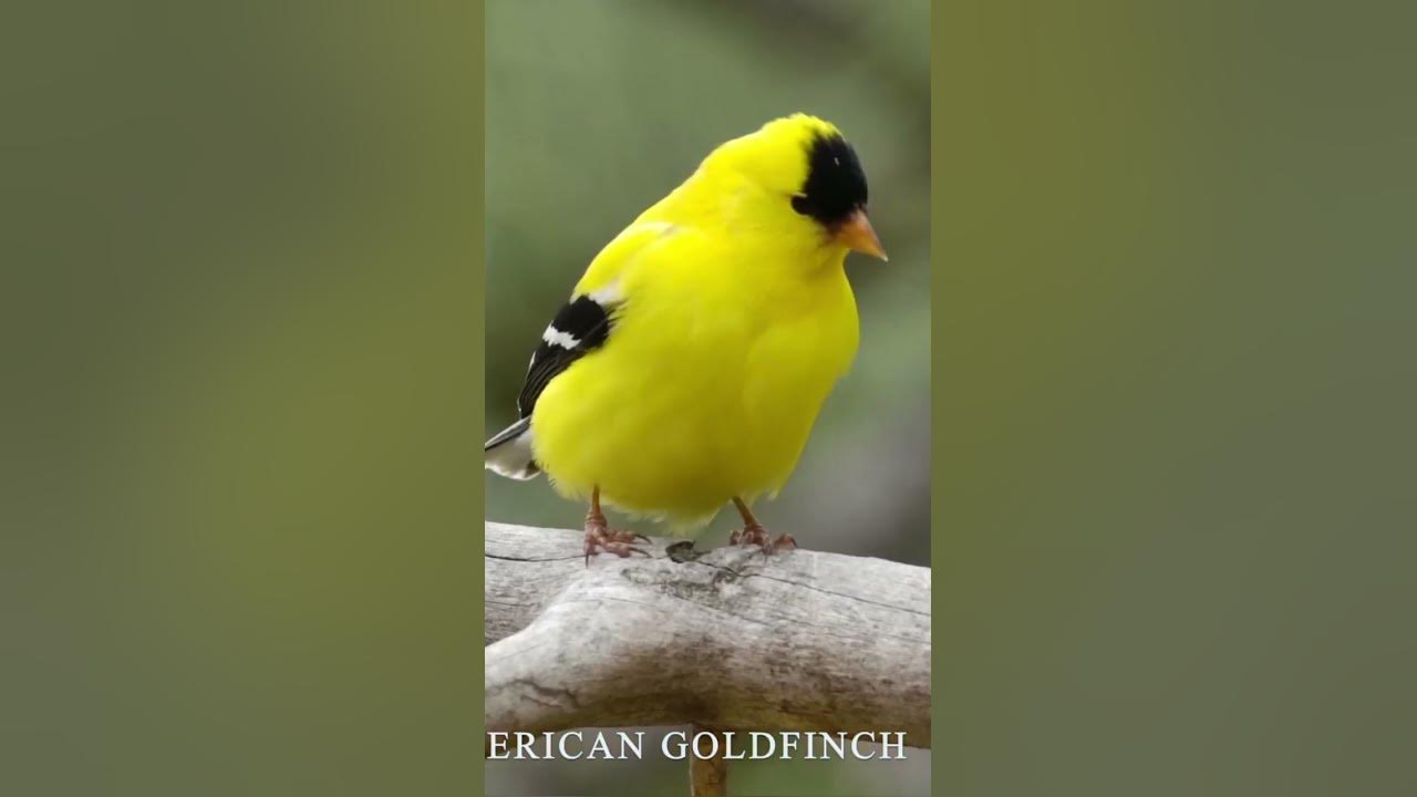 american goldfinch, american goldfinch song, american goldfinch bird call, #birdsounds #bird #viral