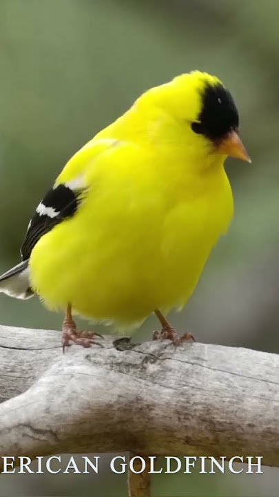 american goldfinch, american goldfinch song, american goldfinch bird call, #birdsounds #bird #viral