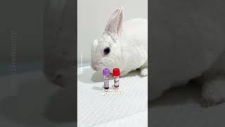 La importancia de llevar a tu conejo al veterinario ⭐ #bunny #rabbit #tips #petlover #bunnycare
