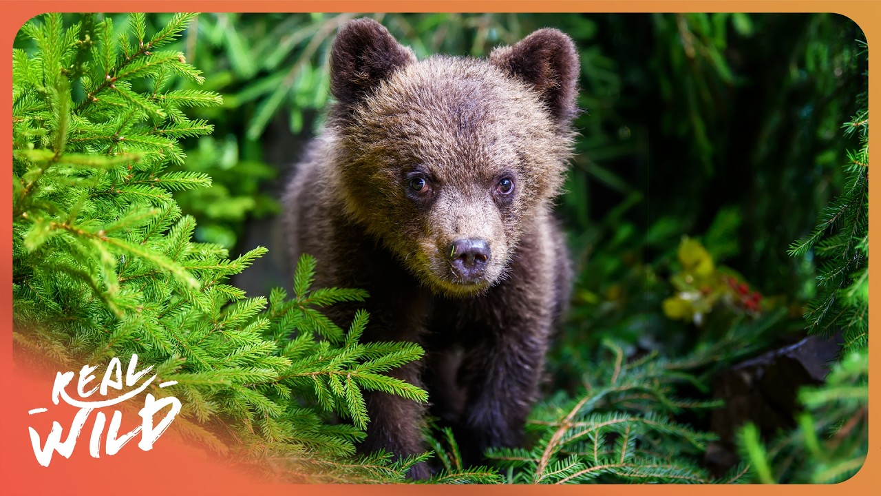 Documentary backdrop image for Nature's Cutest Assassins: The Adorable World of Baby Animals (2025)