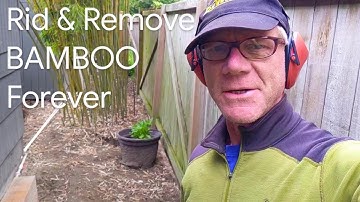 BAMBOO RID & REMOVAL PERMANENTLY by a Professional NO Roundup NO Tiller
