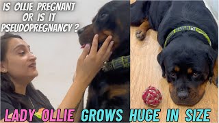 Rottweiler Lady Ollie Bohot Zyada Huge Ho Gayi Hai: Ollie Pregnant Again Or Is It Pseudopregnancy?