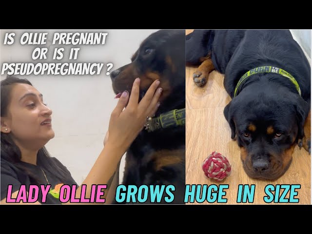 Rottweiler Lady Ollie Bohot Zyada Huge Ho Gayi Hai: Ollie Pregnant Again Or Is It Pseudopregnancy? class=