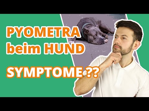 Video: Pyometra: Symptome und Behandlung bei Hunden