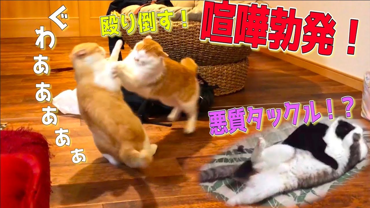 A huge cat fight breaks out! Will one cat knock the other down