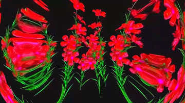 1 Hour Visual In Full HD / nr.432 / Dreamy Flowers VFX VJ Music Video
