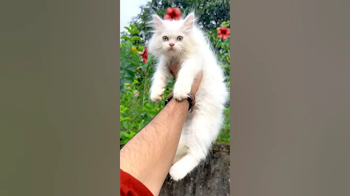 Watch the video about Persian cats for sale ! Pure persian cat ! Cats for sale ! Cats for life | Cats video #cat #cats