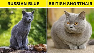 Sering Dianggap Sama, Inilah Perbedaan Kucing Russian Blue dan British Shorthair by Kucing Meong 199 views 9 months ago 5 minutes, 55 seconds