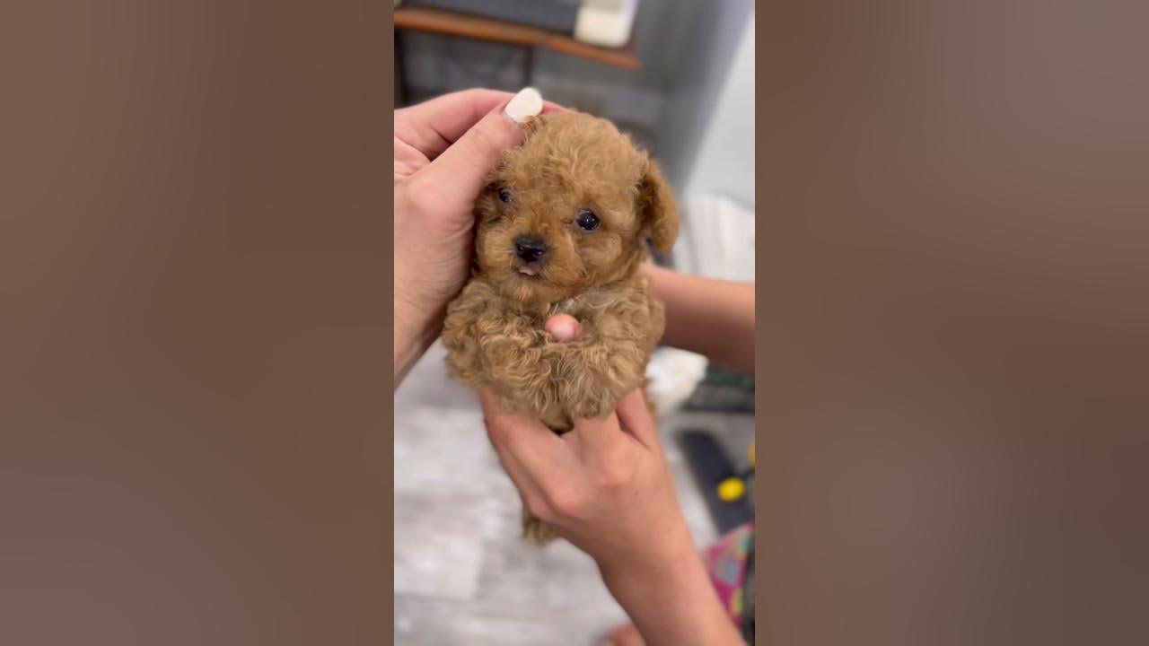 Teacup Toy Poodle Puppies for Sale