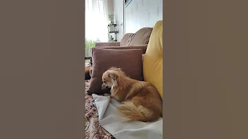 پامکین درسن یکسالونیم حامله شده 