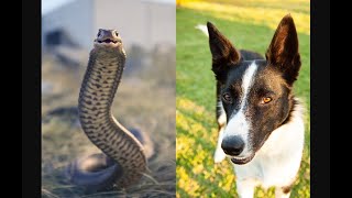 Beagle alias Tom defending indian cobra by Dr.R.Kishore Kumar MVSc., 1,880 views 10 months ago 2 minutes, 15 seconds