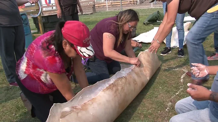 Hide Tanning The Traditional 13 Steps