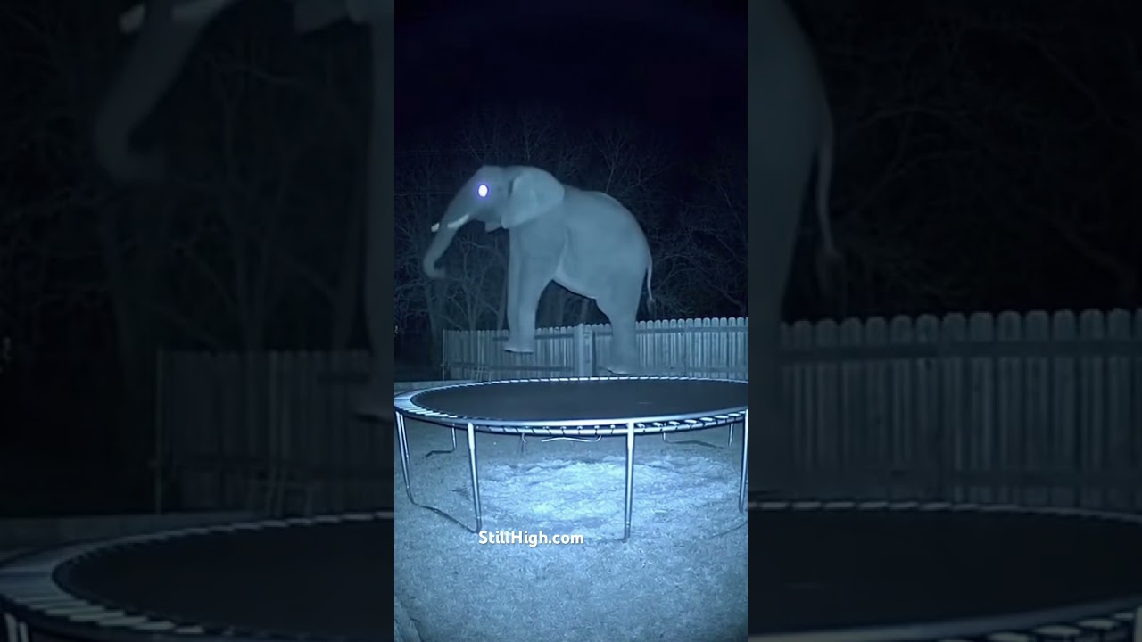 At first I thought the neighbor needed help 