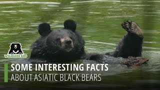 Some Interesting Facts About Asiatic Black Bears!