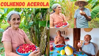 VEJAM SÓ A FELICIDADE DE MINHA MÃE E MEU PAI COLHENDO ACEROLA JUNTOS NO SÍTIO PAI E FILHO 🏡🤠