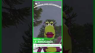 Paseando por la cordillera de La Araucanía ⛰️🌲
