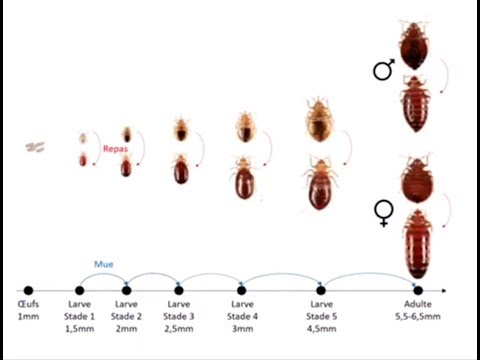 Vidéo: Pouvez-vous Voir Des Punaises De Lit: Taille, Identification, élimination, Prévention