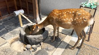風景最高🫎お水を飲む鹿さん🦌NARA PARK - YouTube