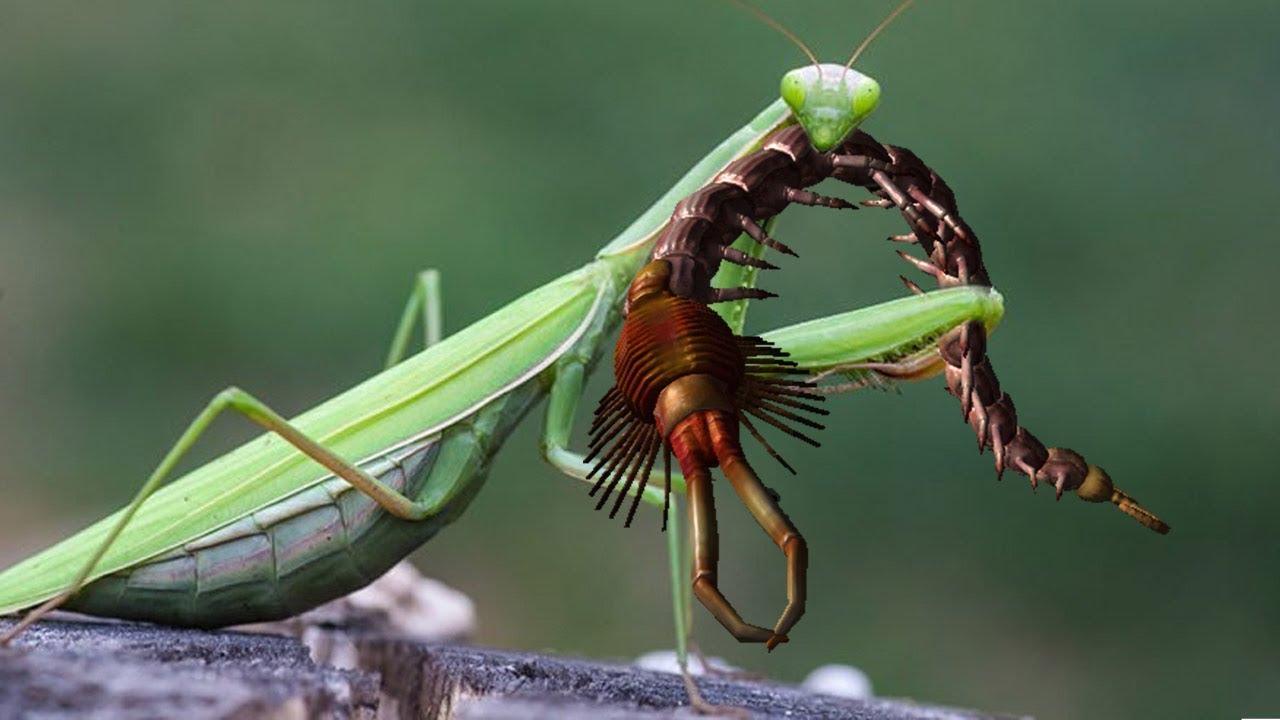 Кто сильнее богомола. Жук богомол. Богомол обыкновенный (Mantis religiosa). Отряд Богомоловые (Mantoptera). Самка богомола насекомое.