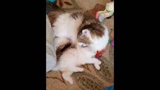RagaMuffin Cat World- Lola, Sierra, Miss Kiss, Cosmo by Tammy Ogle 212 views 5 years ago 2 minutes, 36 seconds