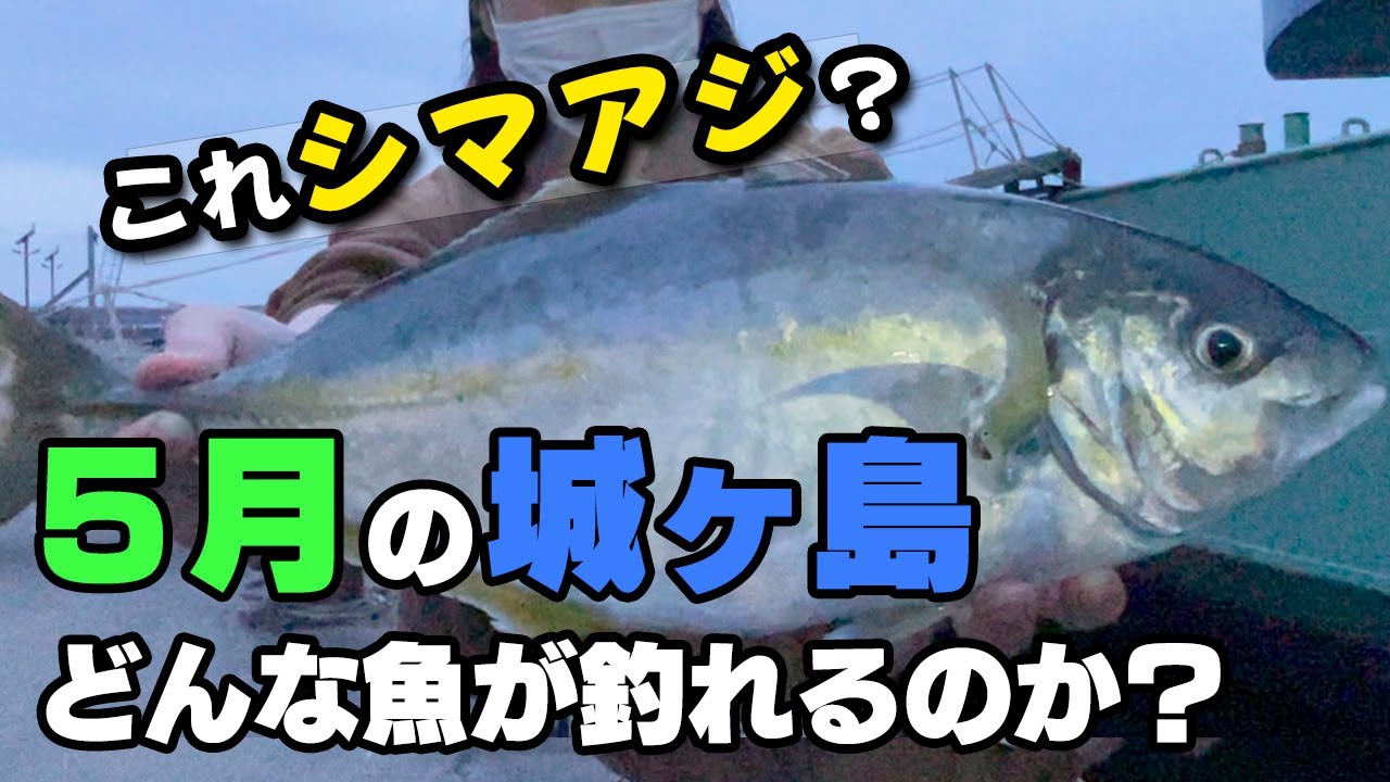 【城ヶ島】5月、三浦半島での釣行調査。高級魚のシマアジが連続ヒット！？