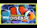 Week 51: What you need to know to cure fish disease & parasites | 52 Weeks of Reefing