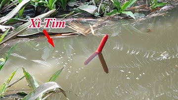 Câu Cá Trê Sông , Nước Mới Lớn Đụng Bầy Cá Trê Đói Mồi Xì Tim Kéo Chìm Phao Liên Tục