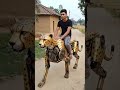 Funny video amazing mechanical cheetah shaped machine riding