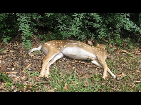 KTF News - Scientists fear 100% fatal ‘zombie deer disease’ will mutate to infect humans