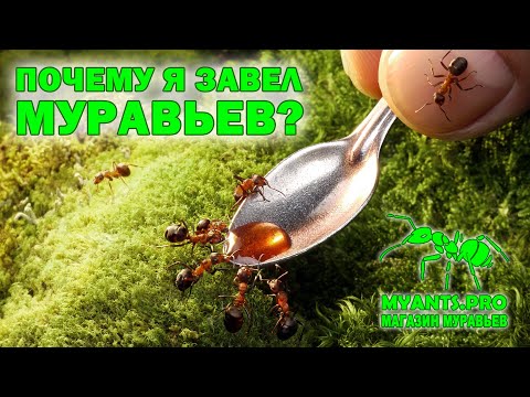 Видео: Подействует ли Borax на муравьев-плотников?