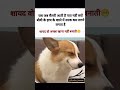 Salary and Biwi_#funny #instareels #memes #dogesh