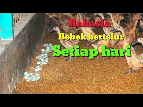 Video: Pembiakan itik seperti kebaikan