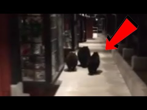 BUSTED - Three Bears caught trying to break into a Pharmacy!