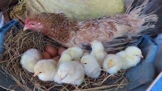 So cute new chicks born hatching from eggs